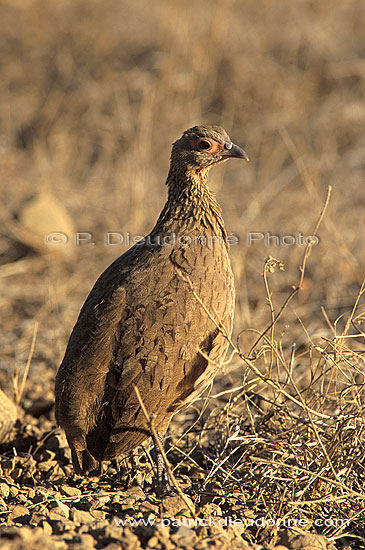 Swainson's Francolin, Kruger, South Africa -  Francolin de Swainson (saf-bir-0485)