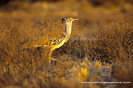 Kori Bustard (Ardeotis kori) - Outarde de Kori, Botswana (SAF-BIR-0020)