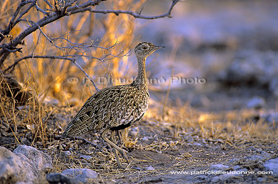 Redcrested Korhaan (Eupodotis ruficrista) - Outarde naine, Afrique du Sud (SAF-BIR-0021)