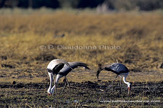 Wattled Crane (Bugeranus carunculatus) - Grue caronculée, Botswana (SAF-BIR-0050)