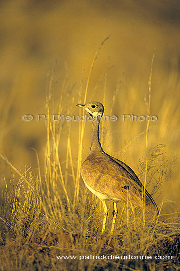 Rüppell's Korhaan (Eudopotis rueppellii) - Outarde de Rüppell, Namibie (SAF-BIR-0159)