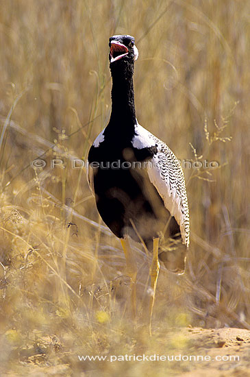 Black Korhaan (Eudopotis afra) - Outarde Korhaan, Afrique du Sud (SAF-BIR-0173)
