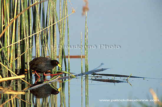 Black Crake (Amaurornis flavirostris) - Marouette à bec jaune, Botswana (saf-bir-0248)