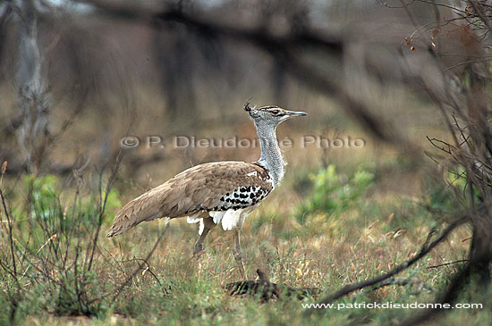 Kori Bustard (Ardeotis kori) - Outarde de Kori, Afrique du Sud (saf-bir-0287)