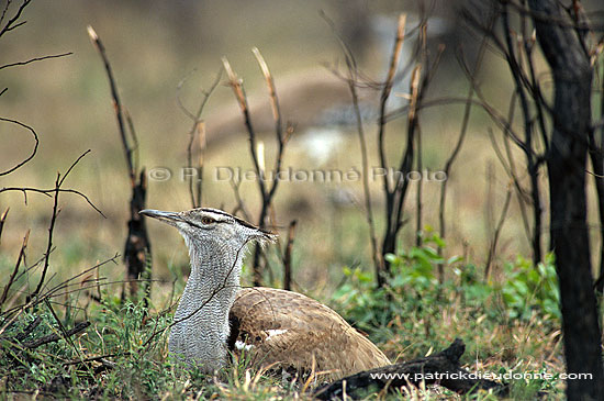 Kori Bustard (Ardeotis kori) - Outarde de Kori, Afrique du Sud (saf-bir-0288)