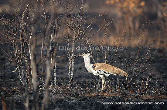 Kori Bustard (Ardeotis kori) - Outarde de Kori, Afrique du Sud (saf-bir-0291)