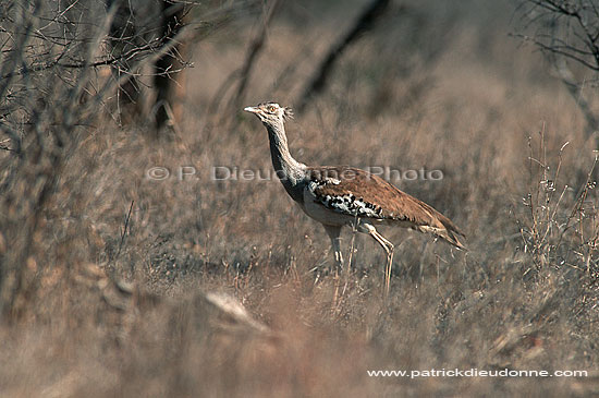 Kori Bustard (Ardeotis kori) - Outarde de Kori, Afrique du Sud (saf-bir-0292)