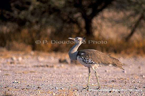 Kori Bustard (Ardeotis kori) - Outarde de Kori, Afrique du Sud (saf-bir-0294)