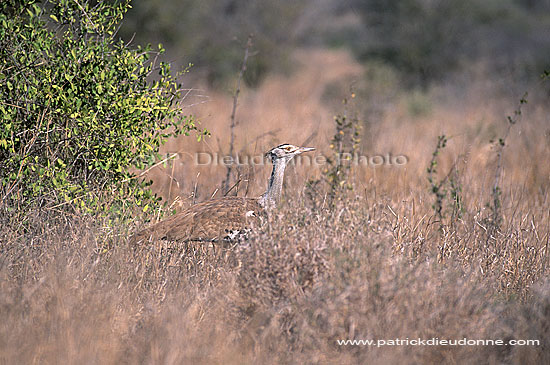 Kori Bustard (Ardeotis kori) - Outarde de Kori, Afrique du Sud (saf-bir-0295)