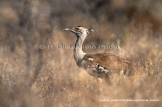 Kori Bustard (Ardeotis kori) - Outarde de Kori, Afrique du Sud (saf-bir-0296)