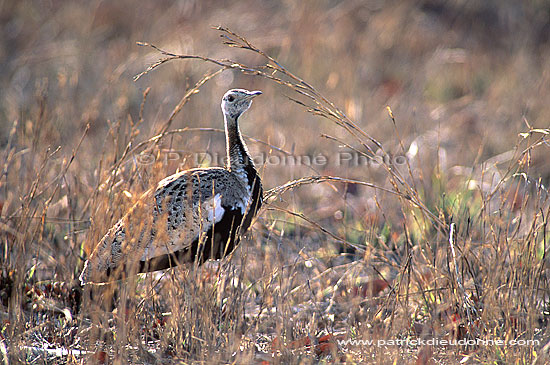 Blackbellied Korhaan (Eupodotis melanogaster) - Outarde à ventre noir, S. Africa (saf-bir-0297)