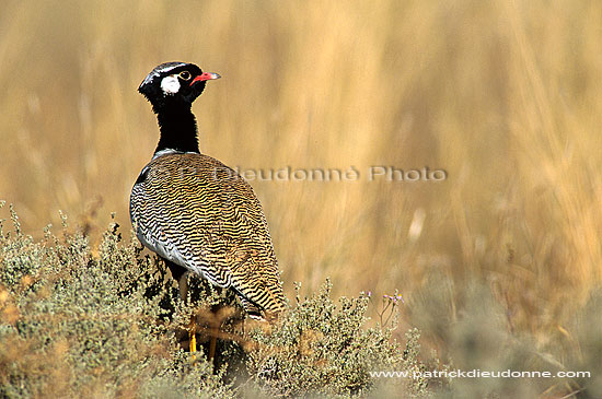 Black Korhaan (Eupodotis afra) - Outarde Korhaan, Afrique du Sud (saf-bir-0298)