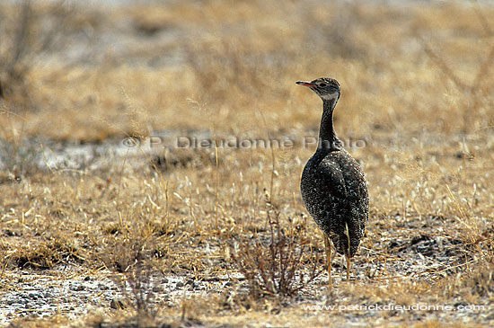 Outarde, Namibie  (saf-bir-0299)