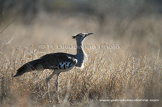 Kori Bustard (Ardeotis kori) - Outarde de Kori, Afrique du Sud (saf-bir-0300)