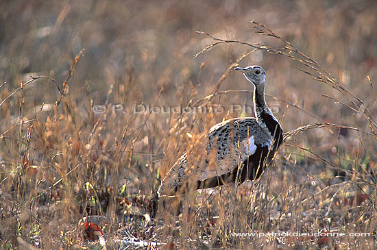 Blackbellied Korhaan (Eupodotis melanogaster) - Outarde à ventre noir (saf-bir-0301)