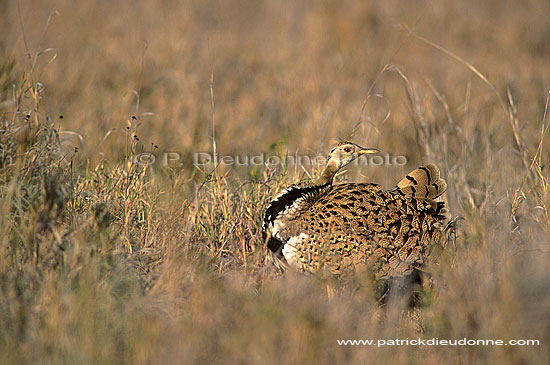 Blackbellied Korhaan (Eupodotis melanogaster) - Outarde à ventre noir (saf-bir-0302)