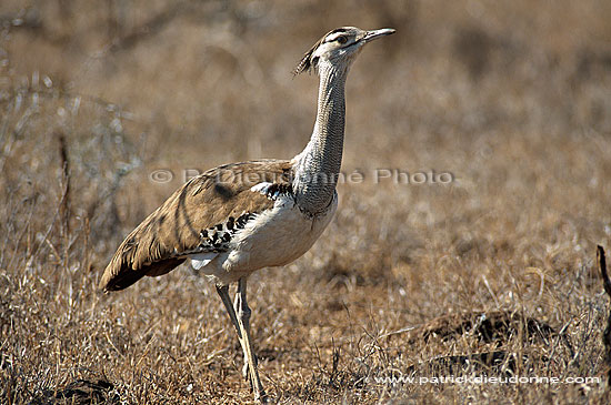 Kori Bustard (Ardeotis kori) - Outarde de Kori, Afrique du Sud (saf-bir-0303)