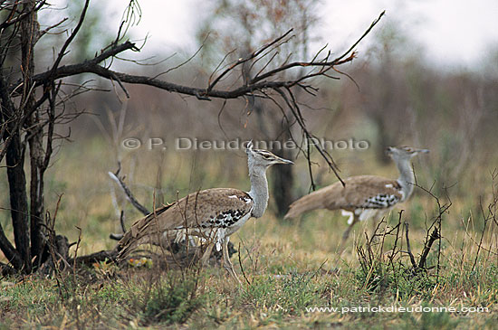 Kori Bustard (Ardeotis kori) - Outarde de Kori, Afrique du Sud (saf-bir-0304)