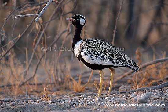 Black Korhaan (Eupodotis afra) - Outarde Korhaan, Namibie (saf-bir-0305)