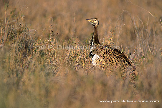 Blackbellied Korhaan (Eupodotis melanogaster) - Outarde à ventre noir, S. Africa (saf-bir-0306)