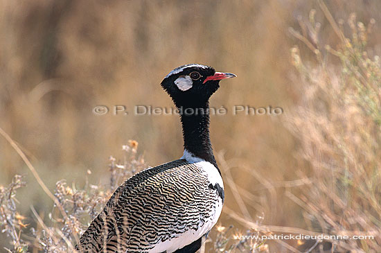 Black Korhaan (Eupodotis afra) - Outarde Korhaan, Afrique du Sud (saf-bir-0309)