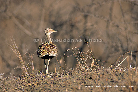 Redcrested Korhaan (Eupodotis ruficrista) - Outarde naine, Namibie (saf-bir-0310)