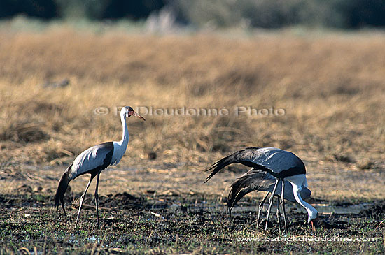 Wattled Crane (Bugeranus carunculatus) - Grue caronculée, Botswana (saf-bir-0317)