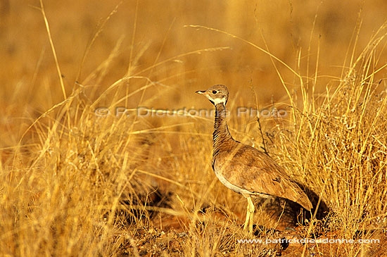 Rüppell's Korhaan (Eupodotis rueppellii) - Outarde de Rüppell, Namibie (saf-bir-0424)