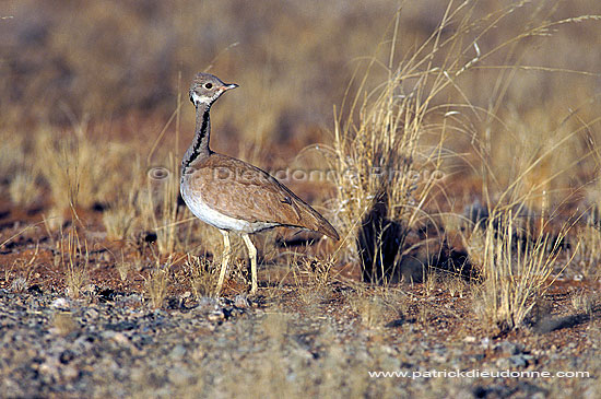 Rüppell's Korhaan (Eupodotis rueppellii) - Outarde de Rüppell, Namibie (saf-bir-0426)