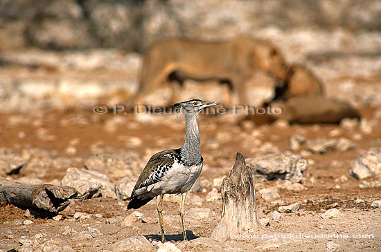 Kori Bustard and lions (Ardeotis kori) - Outarde de Kori et lions, Namibie (saf-bir-0468)