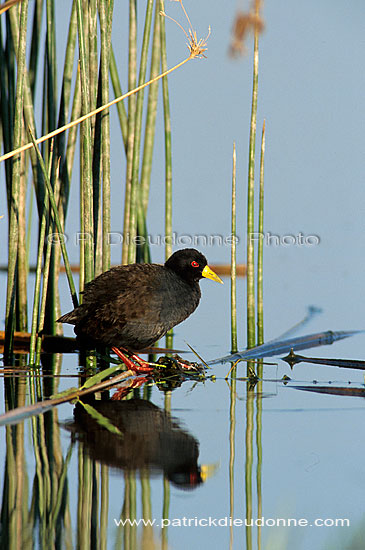 Black Crake (Amaurornis flavirostris) - Marouette à bec jaune, Botswana (saf-bir-0486)