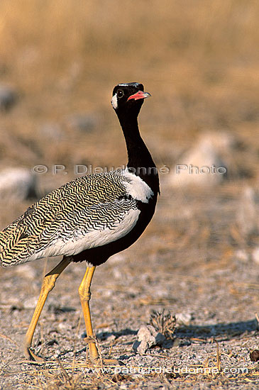 Black Korhaan (Eupodotis afra) - Outarde Korhaan, Namibie (saf-bir-0515)