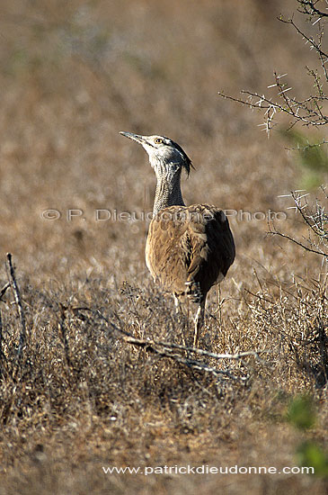 Kori Bustard (Ardeotis kori) - Outarde de Kori, Afrique du Sud (saf-bir-0516)