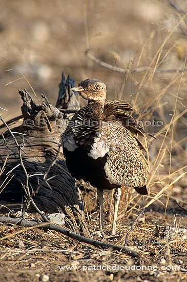 Redcrested Korhaan (Eupodotis ruficrista) - Outarde naine, Namibie (saf-bir-0517)