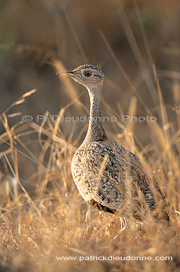 Redcrested Korhaan (Eupodotis ruficrista) - Outarde naine, Afrique du Sud (saf-bir-0518)