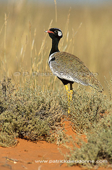 Black Korhaan (Eupodotis afra) - Outarde Korhaan, Afrique du Sud (saf-bir-0519)