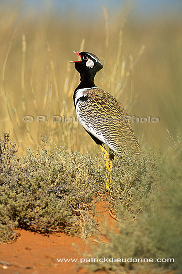 Black Korhaan (Eupodotis afra) - Outarde Korhaan, Afrique du Sud (saf-bir-0521)