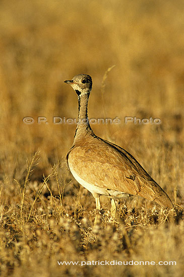 Rüppell's Korhaan (Eupodotis rueppellii) - Outarde de Rüppell, Namibie (saf-bir-0552)