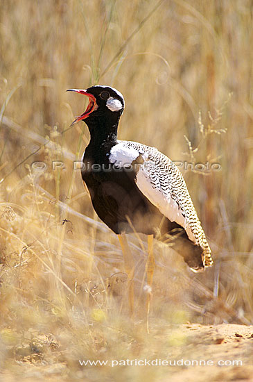 Black Korhaan (Eupodotis afra) - Outarde Korhaan, Afrique du Sud (saf-bir-0554)