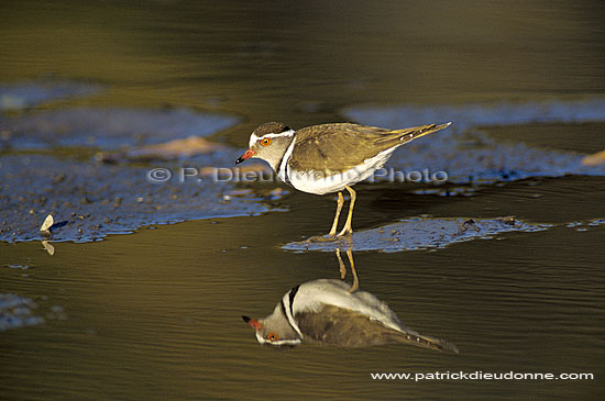 Threebanded plover, Botswana - Gravelot à triple collier (Charadrius tricollaris) (SAF-BIR-0004)