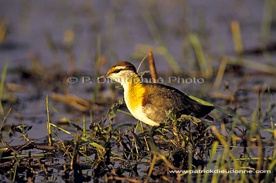 Lesser Jacana (Microparra capensis), Botswana - Jacana nain (SAF-BIR-0047)