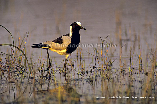 Blacksmith Plover (Vanellus armatus), Botswana - Vanneau armé (SAF-BIR-0048)