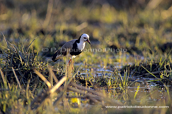 Longtoed Plover (Vanellus crassirostris) - Vanneau à ailes blanches (SAF-BIR-0049)