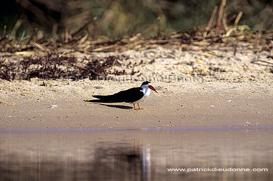 African Skimmer (Rynchops flavirostris), Botswana - Bec-en-ciseaux d'Afrique (SAF-BIR-0051)