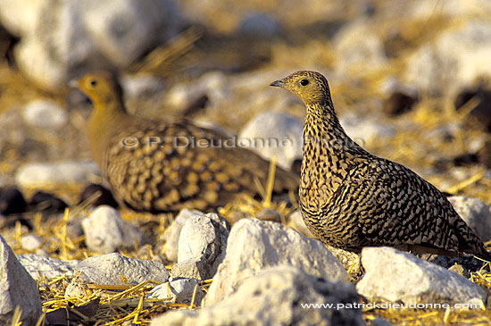 Namaqua Sandgrouse (Pterocles namaqua) - Ganga namaqua, Namibie (SAF-BIR-0062)