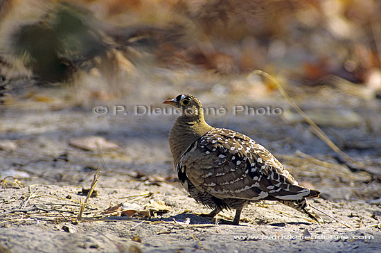 Doublebanded Sandgrouse (Pterocles bicinctus) - Ganga bibande, Botswana (SAF-BIR-0064)