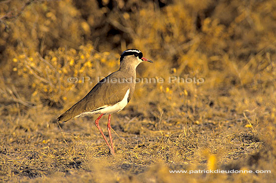 Crowned Plover (Vanellus coronatus) - Vanneau couronné, Afrique du sud (SAF-BIR-0092)