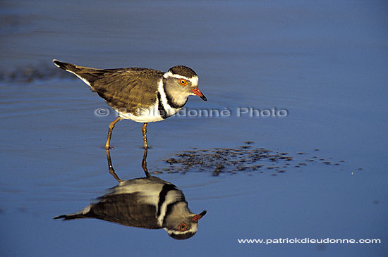 Threebanded plover, Botswana - Gravelot à triple collier (Charadrius tricollaris) (SAF-BIR-0096)