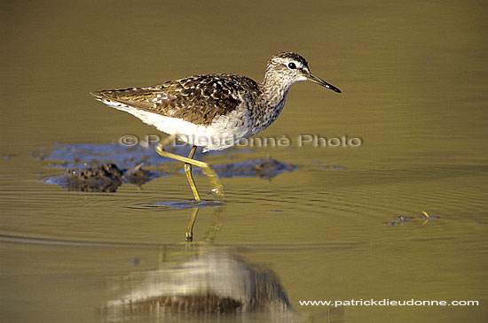 Wood Sandpiper (Tringa glareola) - Chevalier sylvain, Botswana (SAF-BIR-0098)