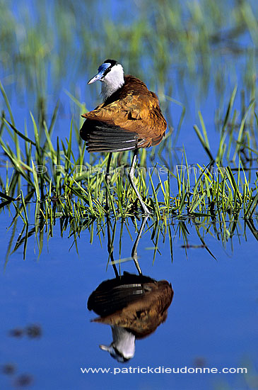 African Jacana (Actophilornis africanus), Botswana - Jacana africain (SAF-BIR-0151)